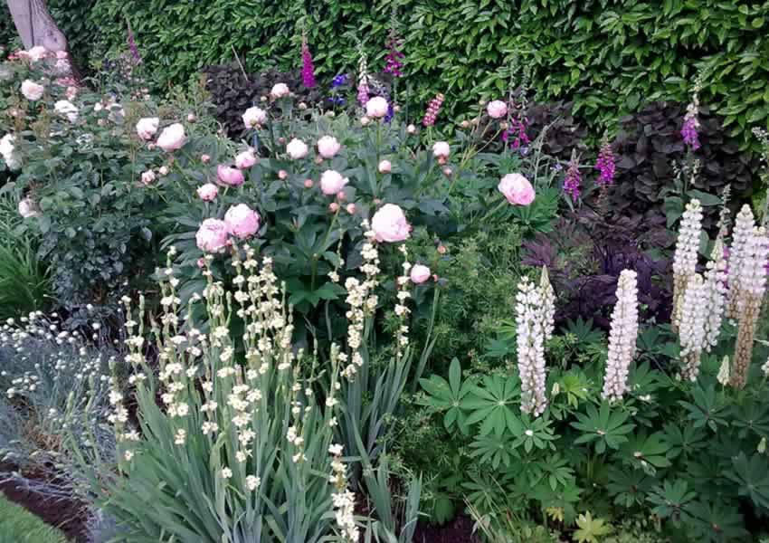 perennial garden flower border